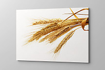 Obraz Farma Pšeničné klasy 1774